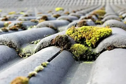 Moss-Removal single image Moss Removal